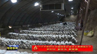 哈密特色農(nóng)產(chǎn)品加工企業(yè) 輻射帶動(dòng)能力提升 賦能食用農(nóng)產(chǎn)品產(chǎn)業(yè)升級(jí)