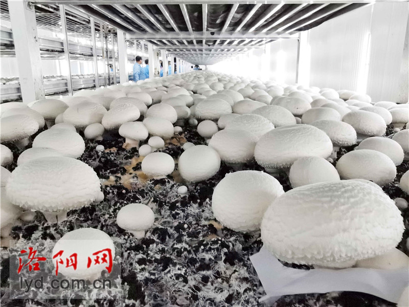 食用菌種植工廠化 產(chǎn)業(yè)升級(jí)助農(nóng)致富的新路徑